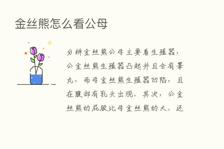 金丝熊怎么看公母