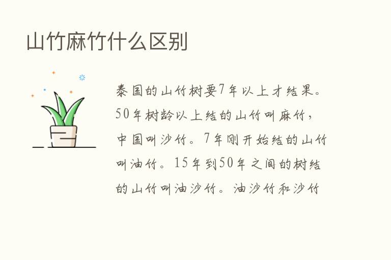 山竹麻竹什么区别