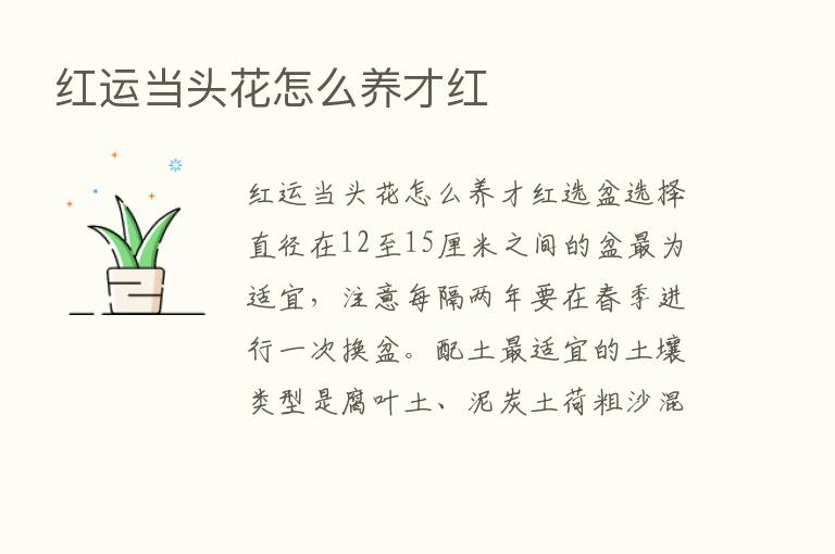 红运当头花怎么养才红