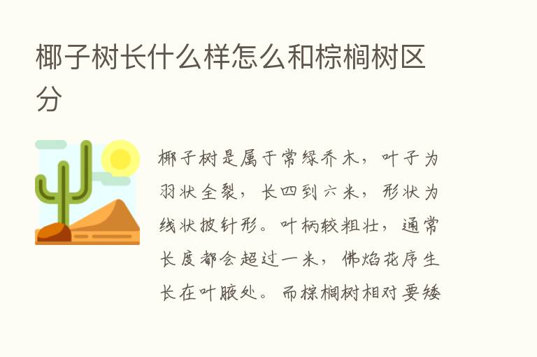 椰子树长什么样怎么和棕榈树区分