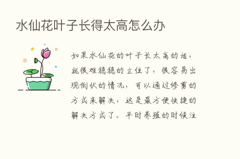 水仙花叶子长得太高怎么办