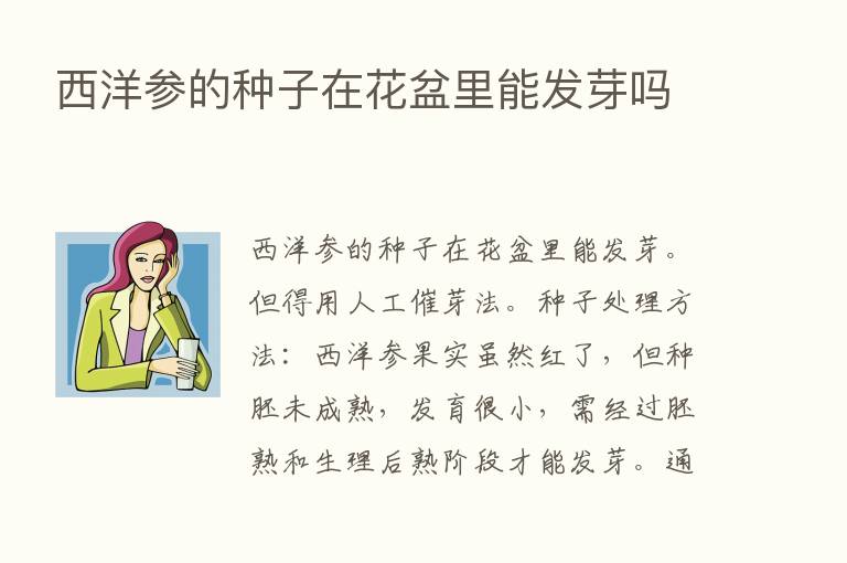 西洋参的种子在花盆里能发芽吗