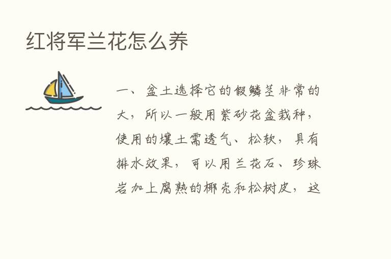 红将军兰花怎么养