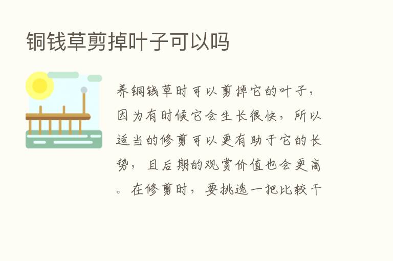 铜前草剪掉叶子可以吗