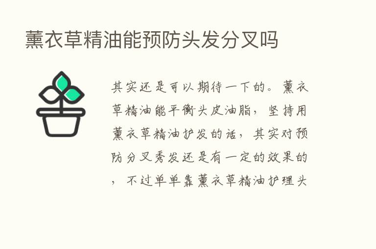 薰衣草精油能预防头发分叉吗