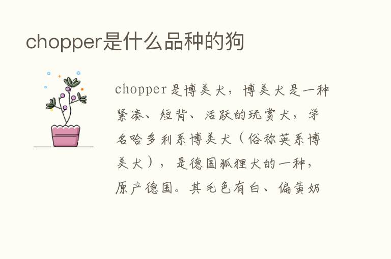 chopper是什么品种的狗