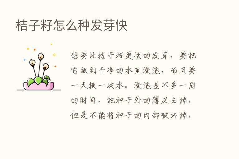 桔子籽怎么种发芽快