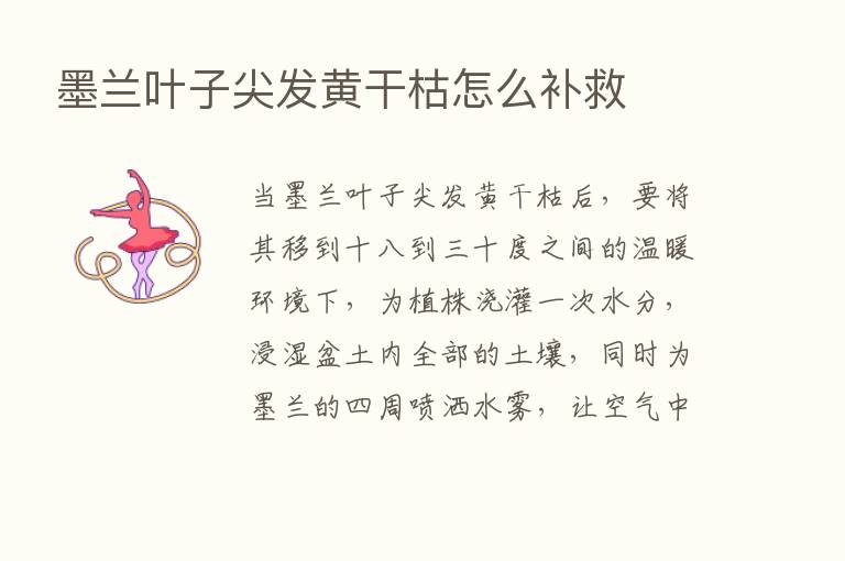 墨兰叶子尖发黄干枯怎么补救