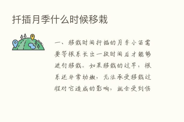 扦插月季什么时候移栽