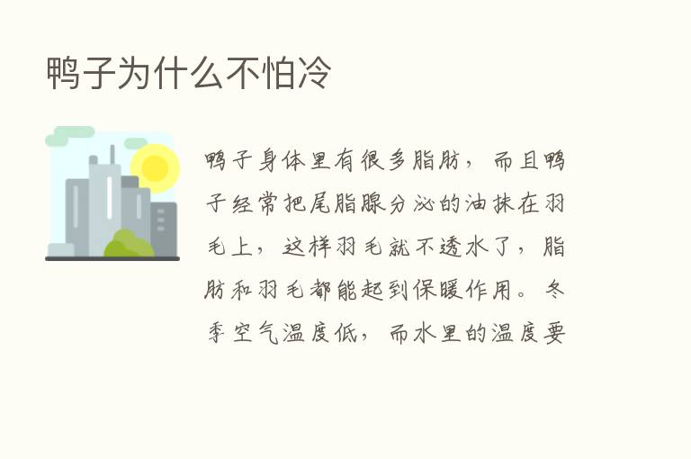 鸭子为什么不怕冷