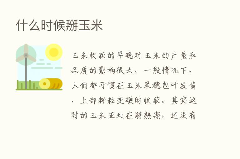 什么时候掰玉米