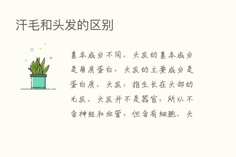 汗毛和头发的区别