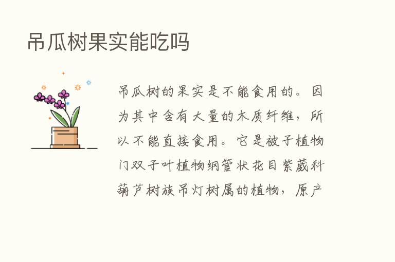 吊瓜树果实能吃吗