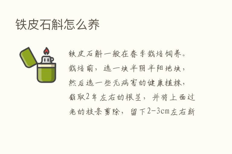 铁皮石斛怎么养