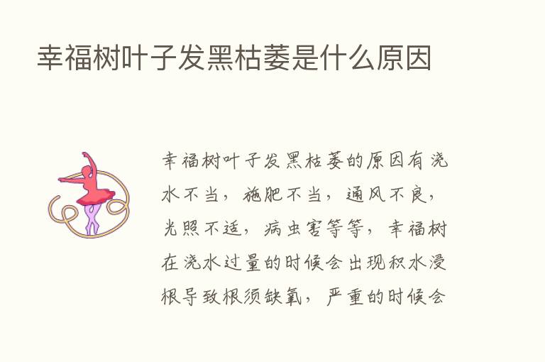 幸福树叶子发黑枯萎是什么原因