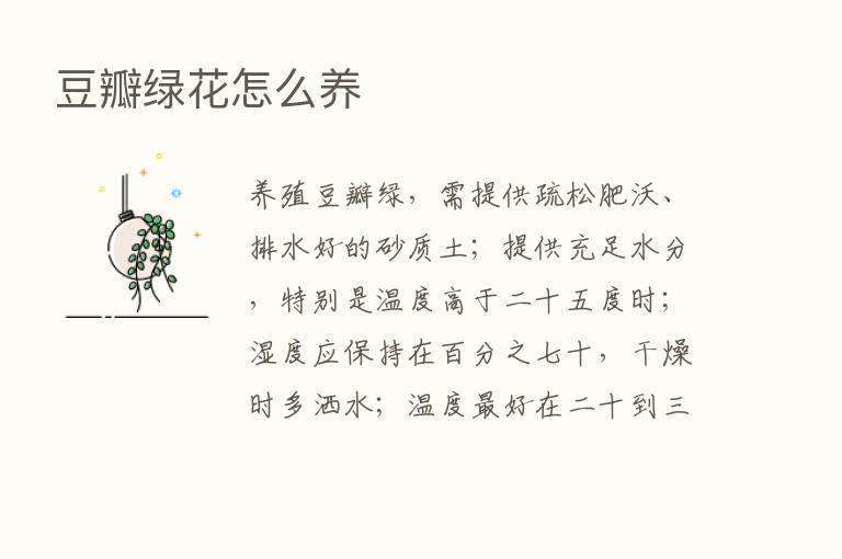 豆瓣绿花怎么养