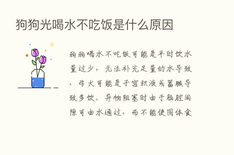 狗狗光喝水不吃饭是什么原因