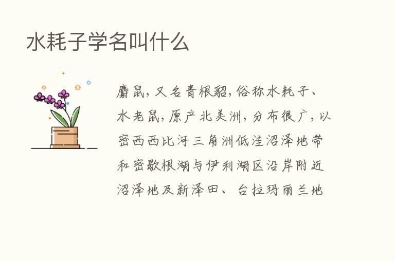 水耗子学名叫什么