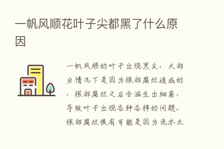 一帆风顺花叶子尖都黑了什么原因