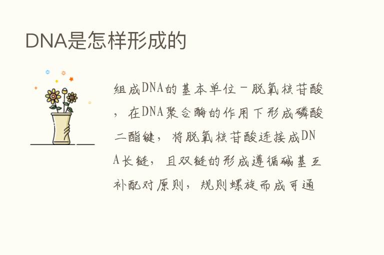 DNA是怎样形成的