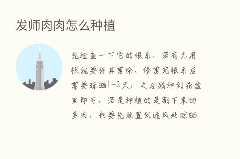 发师肉肉怎么种植