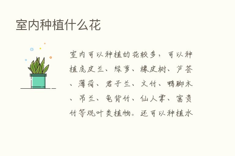 室内种植什么花