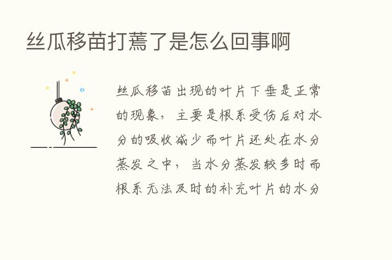 丝瓜移苗打蔫了是怎么回事啊