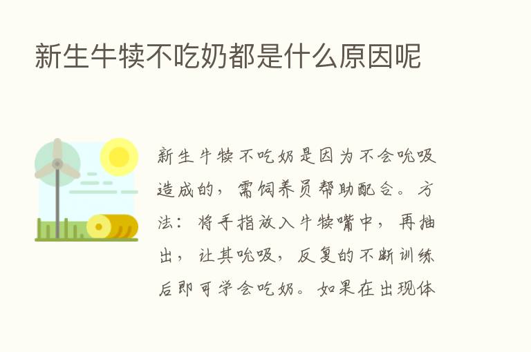 新生牛犊不吃奶都是什么原因呢