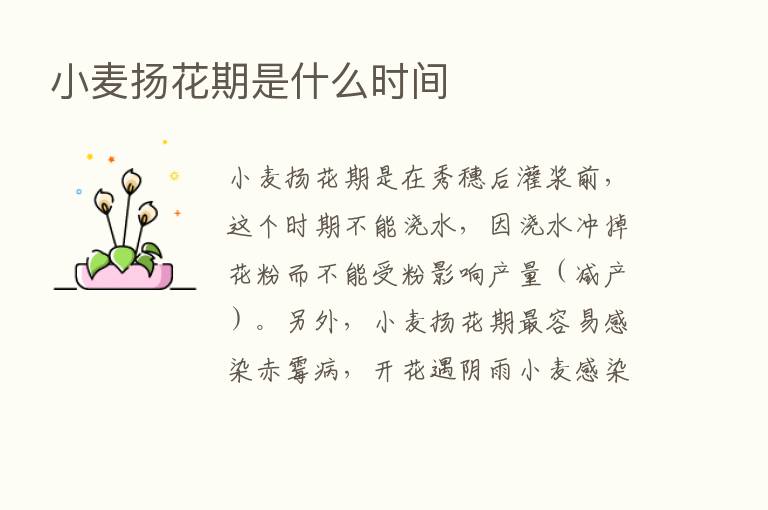 小麦扬花期是什么时间