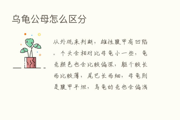 乌龟公母怎么区分