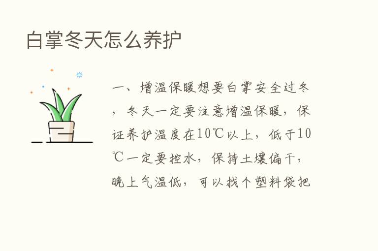 白掌冬天怎么养护