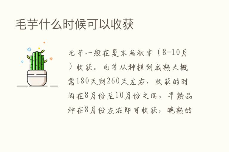 毛芋什么时候可以收获