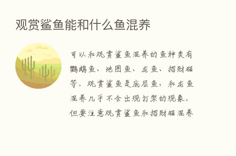 观赏鲨鱼能和什么鱼混养