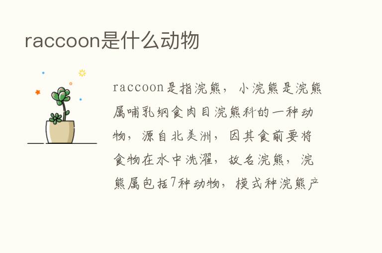 raccoon是什么动物