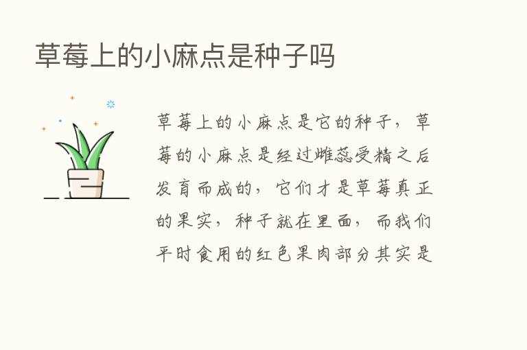 草莓上的小麻点是种子吗