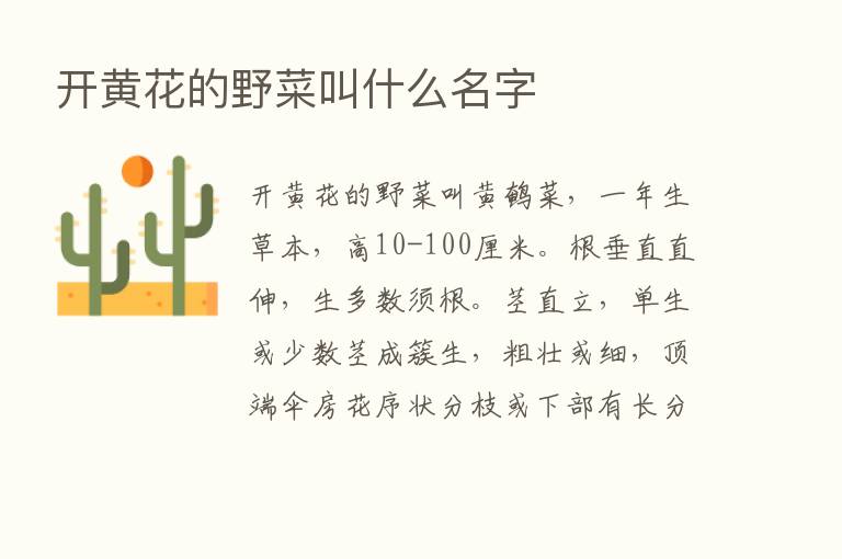 开黄花的野菜叫什么名字