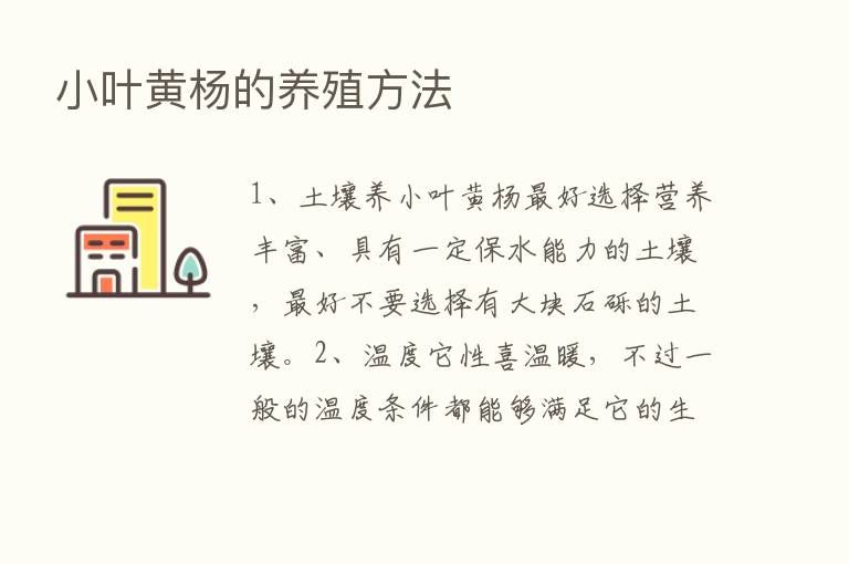 小叶黄杨的养殖方法