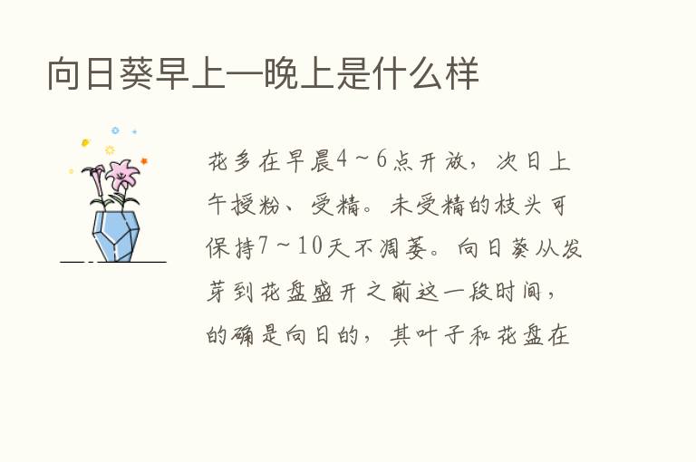 向日葵早上—晚上是什么样