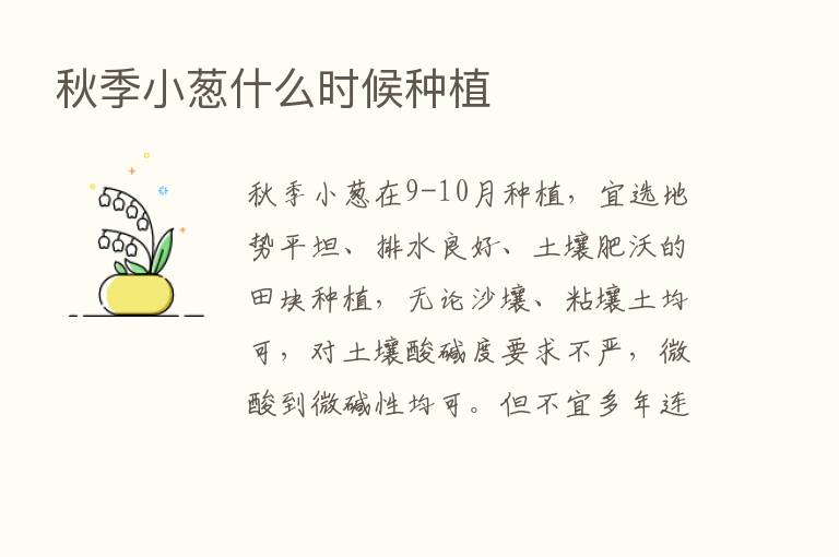 秋季小葱什么时候种植