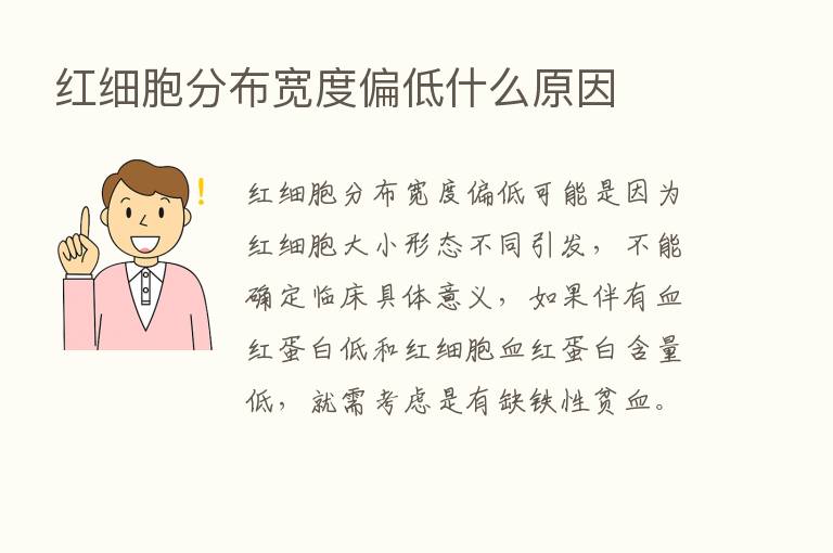 红细胞分布宽度偏低什么原因