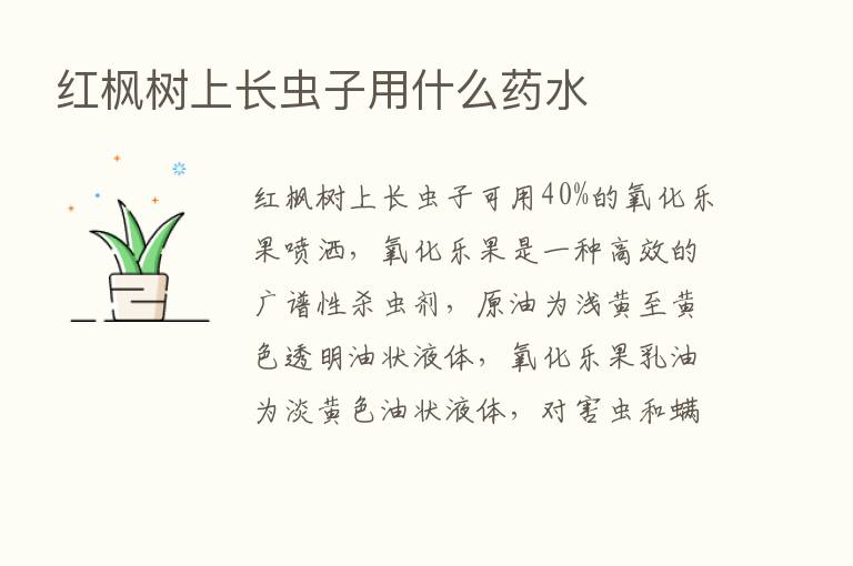 红枫树上长虫子用什么药水