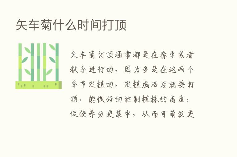 矢车菊什么时间打顶