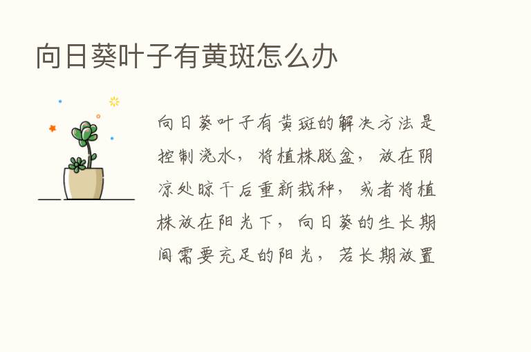 向日葵叶子有黄斑怎么办