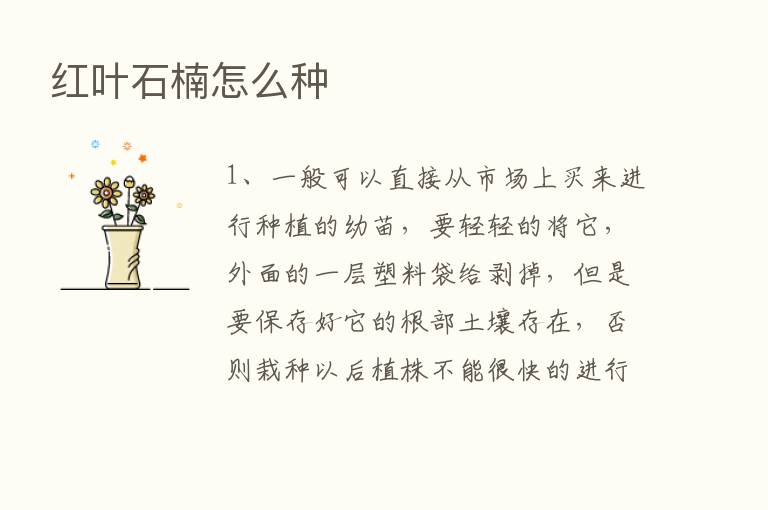 红叶石楠怎么种