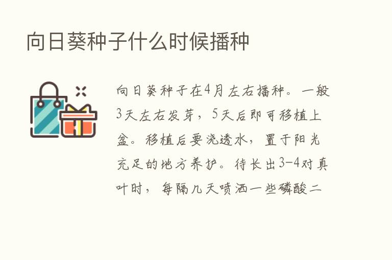 向日葵种子什么时候播种