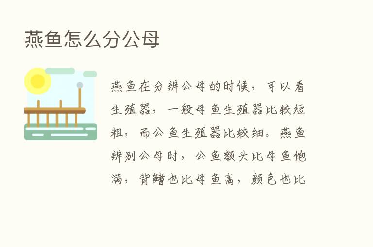 燕鱼怎么分公母