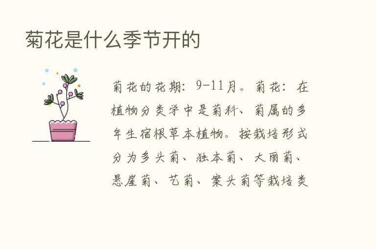 菊花是什么季节开的