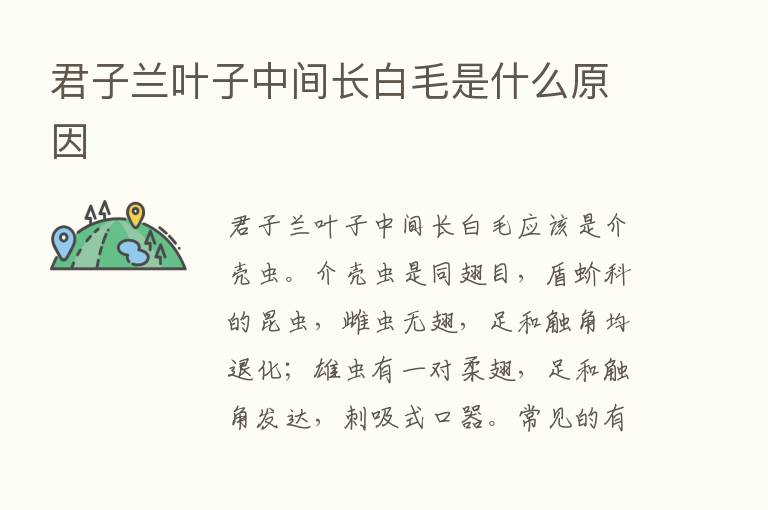 君子兰叶子中间长白毛是什么原因