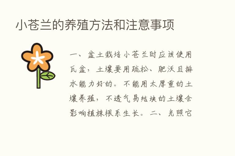 小苍兰的养殖方法和注意事项