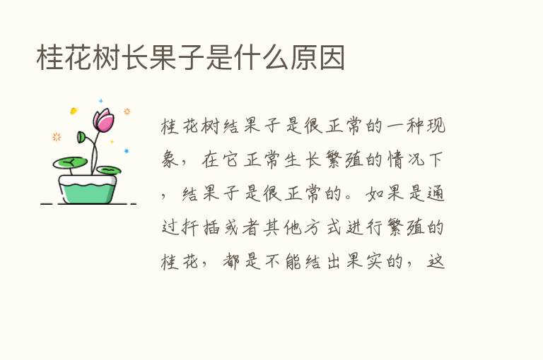 桂花树长果子是什么原因